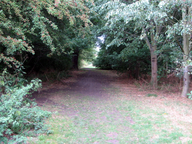 Forest