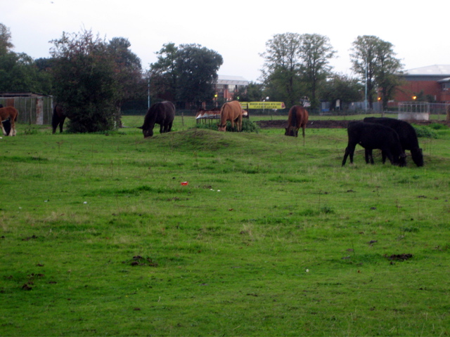 Horses!!