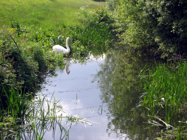 Swan Lake