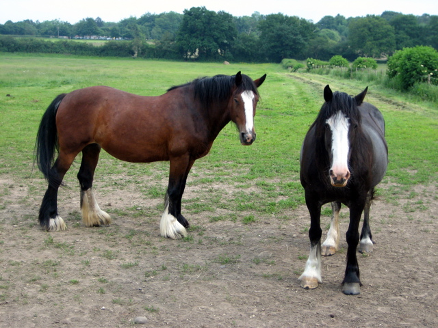 Obligatory Horses