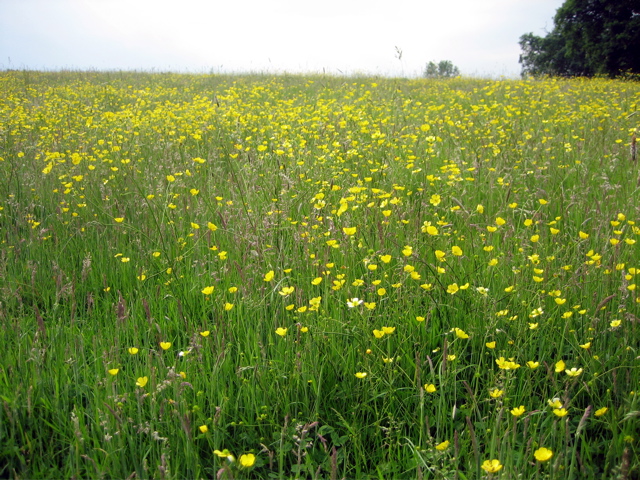 Yellow Field